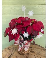 Poinsettia Plant