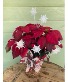 Poinsettia Plant