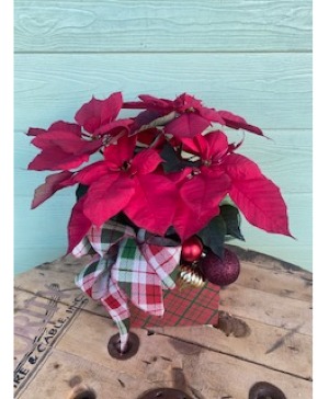 Poinsettia  Plant