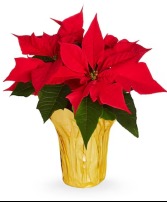 10" Poinsettia Plant