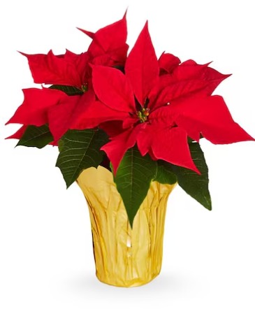 10" Poinsettia Plant in Saint Marys, PA | GOETZ'S FLOWERS