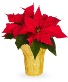10" Poinsettia Plant