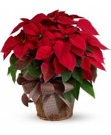 POINSETTIA Plant