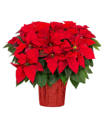 Poinsettia Plant 