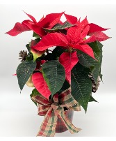 Poinsettia Plant 