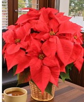 Poinsettia  Plant