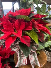 Poinsettia Plant  