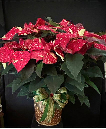 Poinsettia Plant a variety of colors Poinsettia Plant