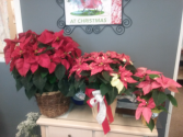 poinsettia plant Assorted Colors