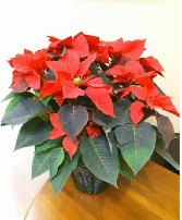 Poinsettia Plant Blooming Plant