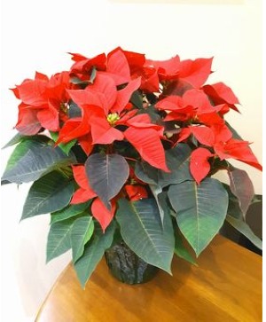 Poinsettia Plant Blooming Plant