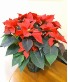 Poinsettia Plant Blooming Plant