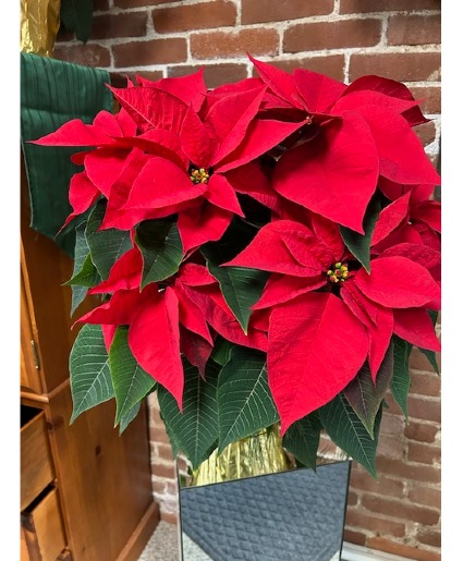 Poinsettia Plant Blooming Plant