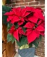 Poinsettia Plant Blooming Plant