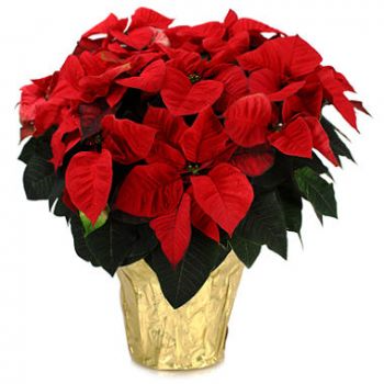 Poinsettia Plant Flowering Plant in Youngstown, OH | BLOOMING CRAZY FLOWERS AND GIFTS