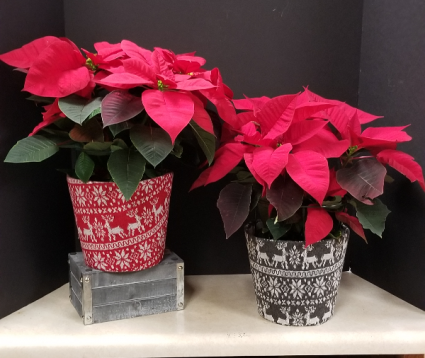 Poinsettia plant in Sweater planter Blooming Plants