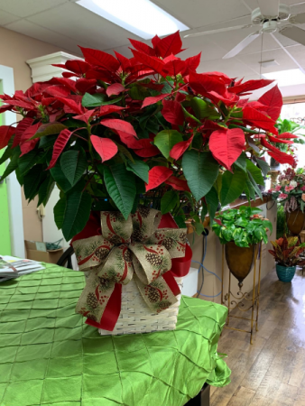 Holiday Poinsettia Plant in Lubbock, TX | TOWN SOUTH FLORAL