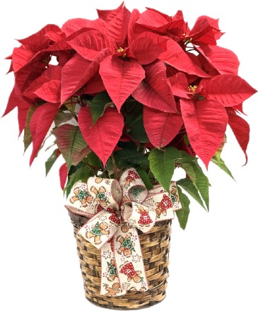 Holiday Poinsettia Plant in Lubbock, TX | TOWN SOUTH FLORAL