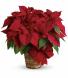 Poinsettia Plant Plant