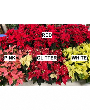 Poinsettia Plant Plant in Mazomanie, WI | B-STYLE FLORAL AND GIFTS