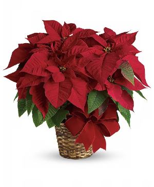 Poinsettia Plant plant