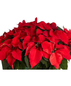 Poinsettia Plant plant