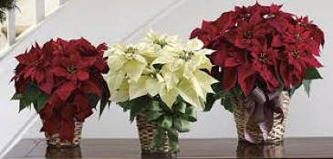 Poinsettia Plant Poinsettia Plant 6", 8" or 10" in Colorado Springs, CO | Enchanted Florist II