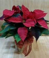 Poinsettia Plant Plant