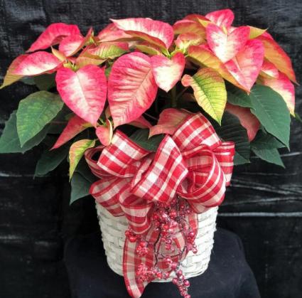 Poinsettia Plant Variety of colors