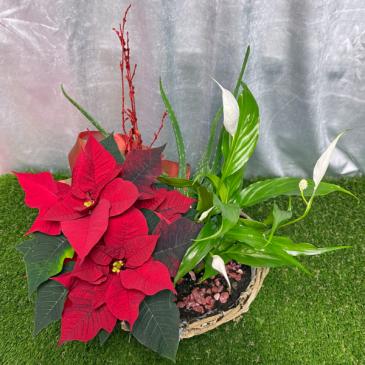 Poinsettia Planter Christmas Arrangement in Langford, BC | PETALS N BUDS METCHOSIN FLORIST Poinsettia Planter Christmas Arrangement in Langford, BC | PETALS N BUDS METCHOSIN FLORIST
