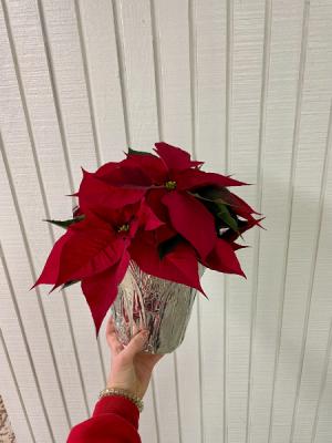 Poinsettia Plants
