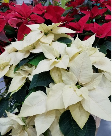 Poinsettia Plants (Color Varies)  in Southern Pines, NC | Hollyfield Design Inc.