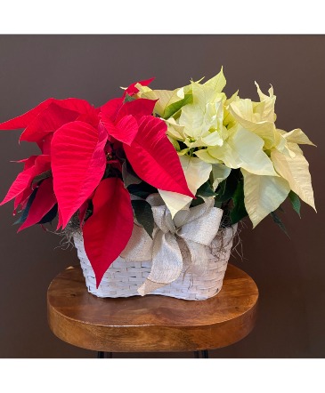 Poinsettia Plants Basket  in Hellertown, PA | PONDELEK'S FLORIST