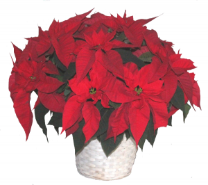    10" Poinsettia Christmas