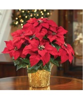 Dashing Red Poinsettia 