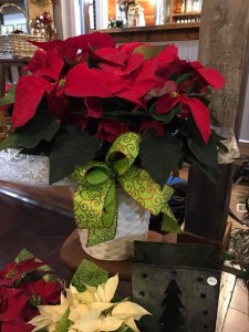 Poinsettia Poinsettia Plant