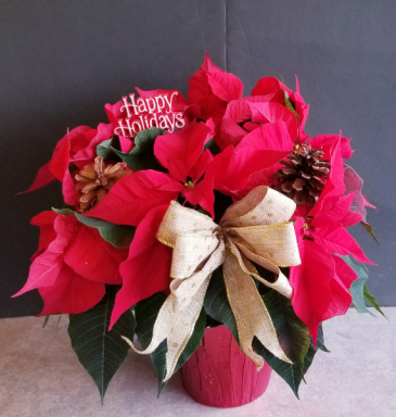 POINSETTIA POTTED PLANT