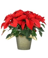 Poinsettia Potted Plant 