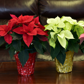 Poinsettia  Potted Plant