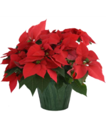 Poinsettia FUNDRAISER