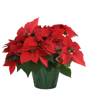 Poinsettia 6" Potted Plant FUNDRAISER