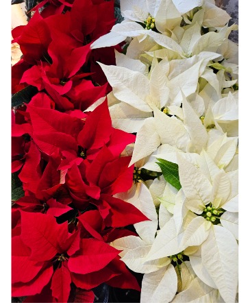 Poinsettia Potted Plant Gift  in Northfield, VT | Trombly's Flowers and Gifts