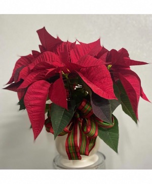 Poinsettia Red 6" & 8" grow pot Holiday Planter Gift