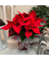 Poinsettia - Red in a Container 