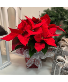 Poinsettia Plant - Decorated 
