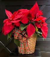 Poinsettia- Red, Pink or White 8” Poinsettia
