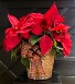 Poinsettia- Red, Pink or White 8” Poinsettia