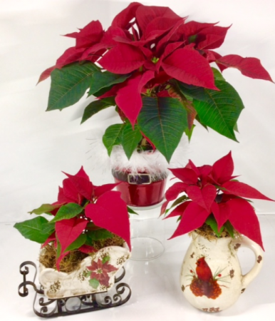 Poinsettia Sleigh, Santa Tin or Cardinal Pitcher