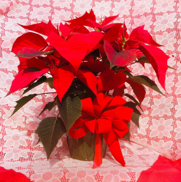 Poinsettia - Small Poinsettia