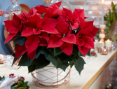 Poinsettia TOP SELLER 